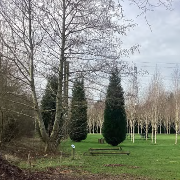 Birch cluster